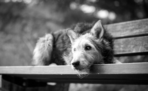 "Ist es schon so weit?" - Wenn Liebe Loslassen bedeutet: Einschläfern eines geliebten Haustieres