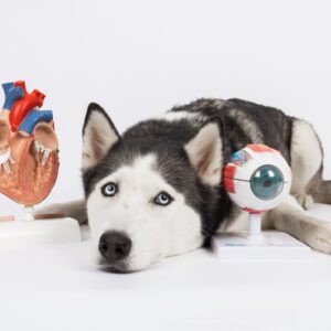 Diagnose "Nicht ganz dicht"? - Herzklappenerkrankungen beim Hund