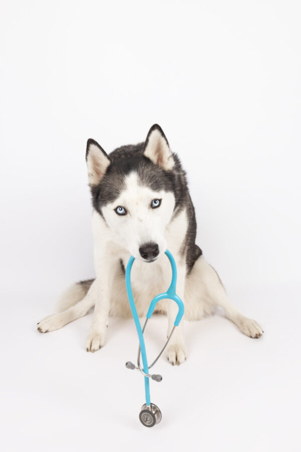 Herzerkrankungen bei Hund und Katze