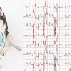 Herzerkrankungen bei Hund und Katze