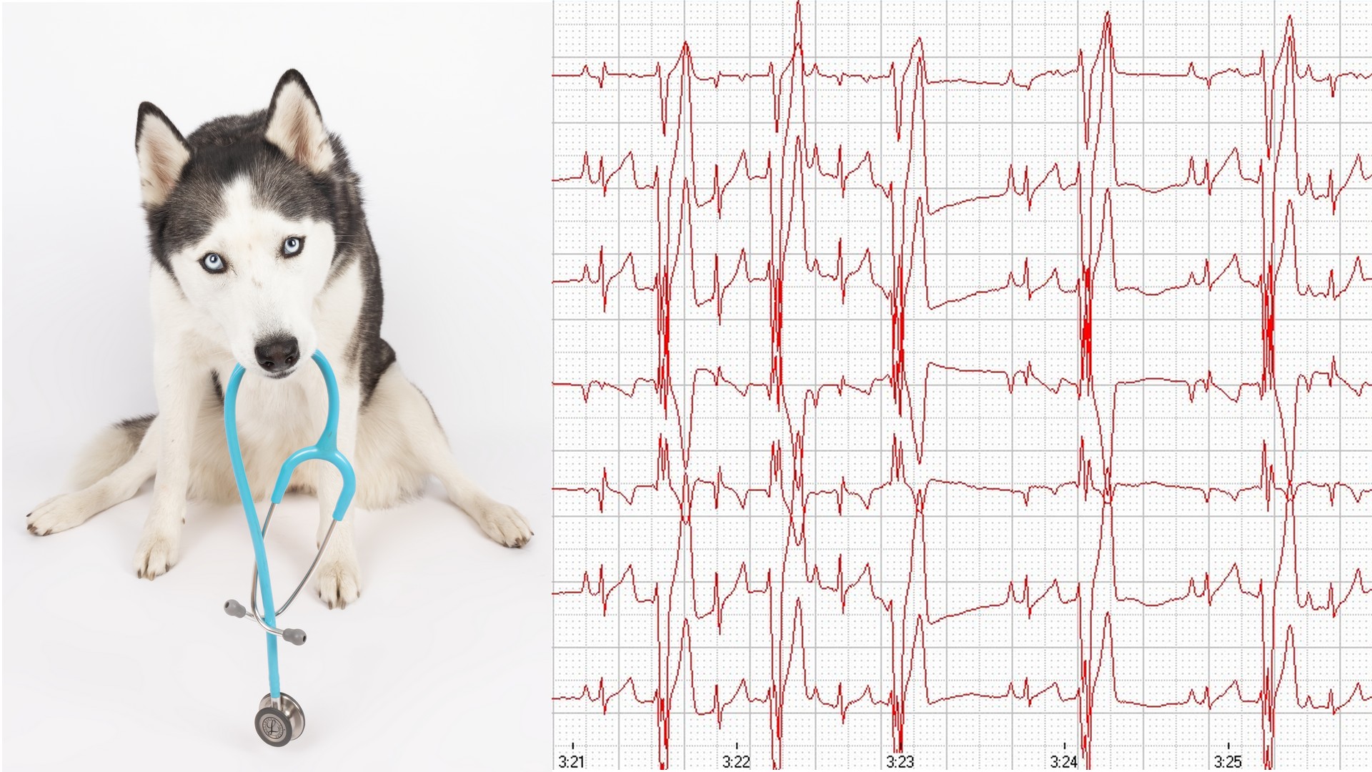 Herzerkrankungen bei Hund und Katze