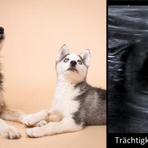 Odyssee Hundekauf: Was gilt es zu beachten?