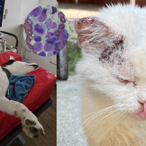 Diagnose "Krebs": Tumorerkrankungen bei Hund & Katze