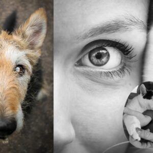 "Ist es schon so weit?" - Wenn Liebe Loslassen bedeutet: Einschläfern eines geliebten Haustieres