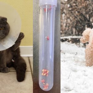 Blasenentzündung & Harnsteine bei Hund & Katze