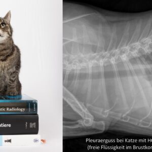 HCM und andere Herzmuskelerkrankungen bei der Katze