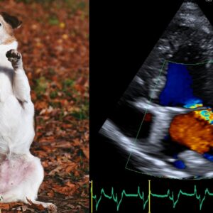 Herzklappenerkrankungen beim Hund