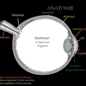 Augenkrankheiten bei Hund & Katze