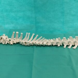 Diagnose "Bandscheibenvorfall" bei Hund und Katze