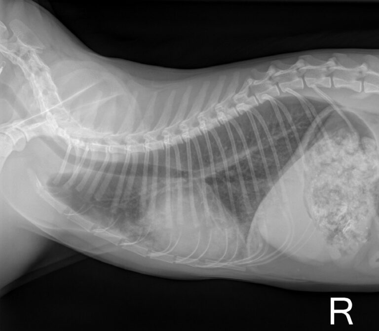 HCM bei der Katze endlich heilbar?