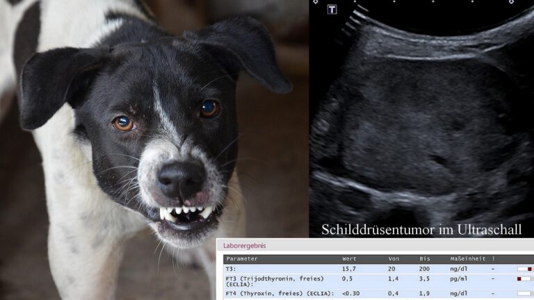 Schilddrüsenunterfunktion beim Hund: Krankheit und Verhalten
