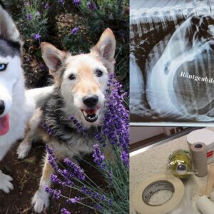 Erste Hilfe beim Hund