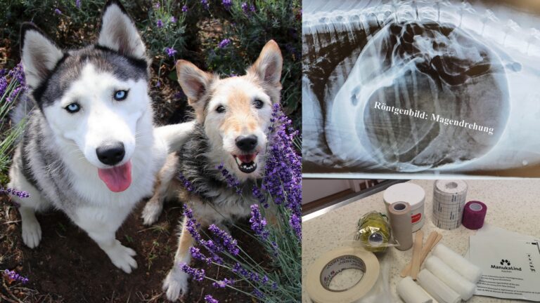 Erste Hilfe beim Hund