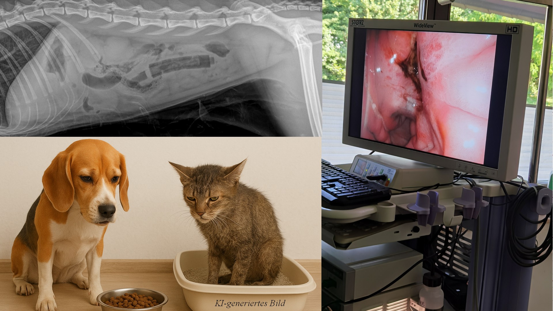 Chronische Magen-Darm-Erkrankung: Alles IBD? (Hund & Katze)