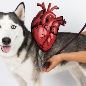 Kurs-Bundle: Herzpatient Hund