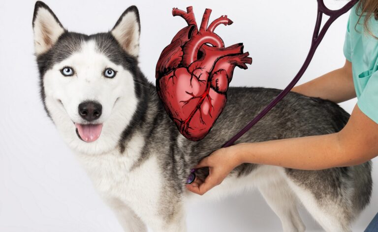 Kurs-Bundle: Herzpatient Hund