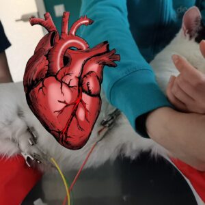 Kurs-Bundle: Herzpatient Katze