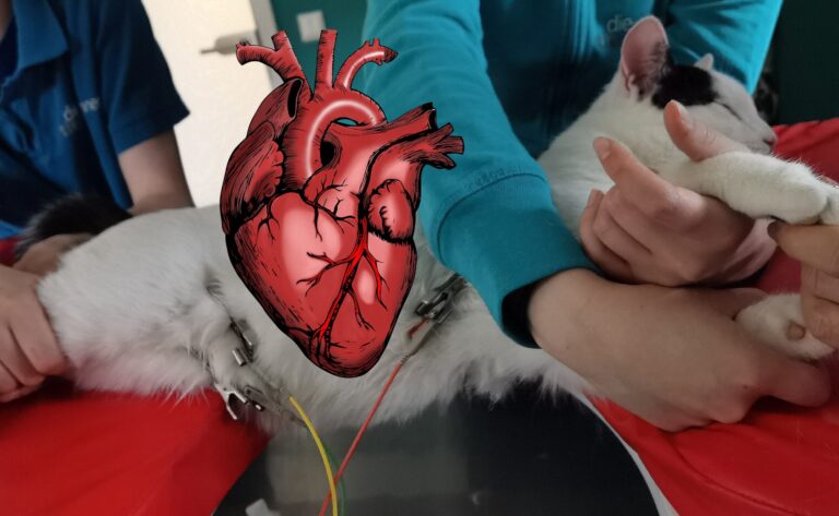 Kurs-Bundle: Herzpatient Katze