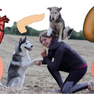 Kurs-Bundle: Hundegesundheit für Hundetrainer:innen