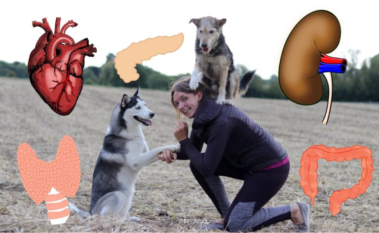 Kurs-Bundle: Hundegesundheit für Hundetrainer:innen