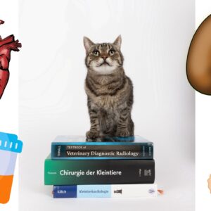 Kurs-Bundle: Katzengesundheit