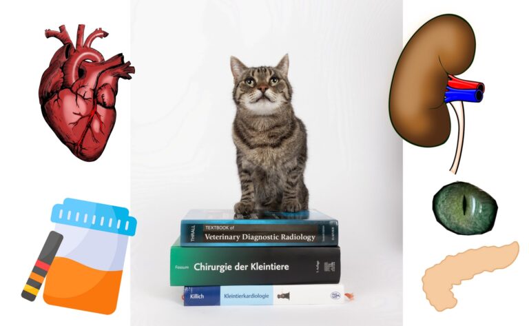 Kurs-Bundle: Katzengesundheit