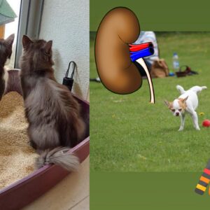 Kurs-Bundle: Nieren- und Harnwegs-Patient Hund & Katze