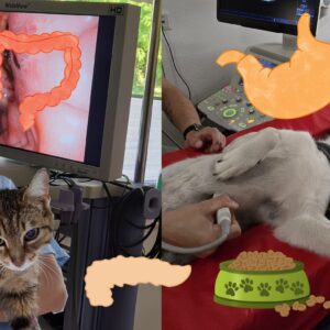 Kurs-Bundle: Magen-Darm-Patient Hund & Katze