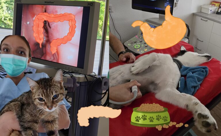 Kurs-Bundle: Magen-Darm-Patient Hund & Katze