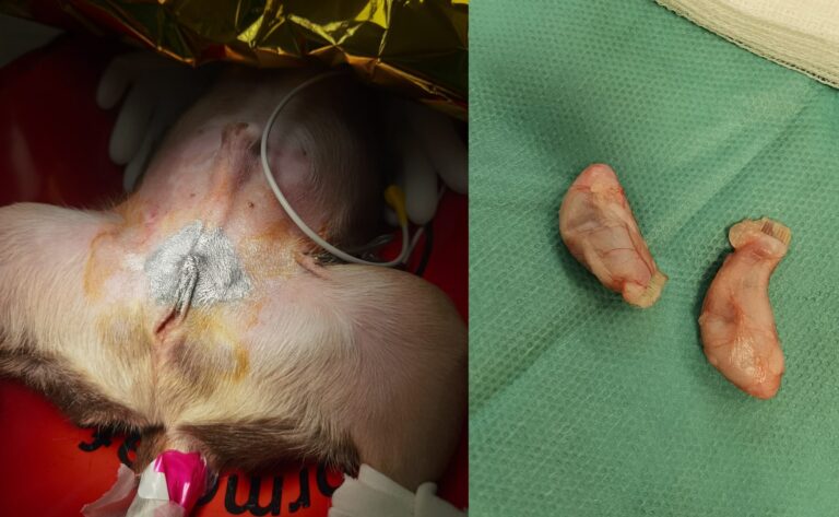 Kastration beim Hund: Fluch oder Segen?