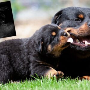 Intensiv-Kurs: Basiswissen Hundezucht