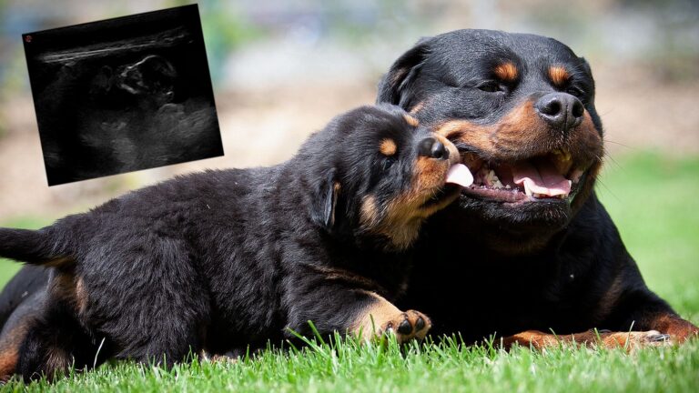 Tiermedizin-Wissen für die ethische Hundezucht