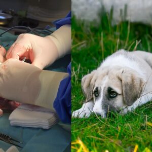 Kastration beim Hund: Gesundheit & Verhalten