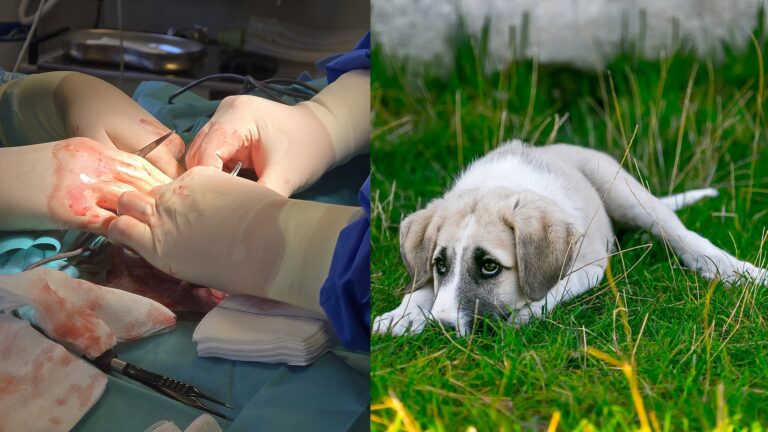 Kastration beim Hund: Gesundheit & Verhalten