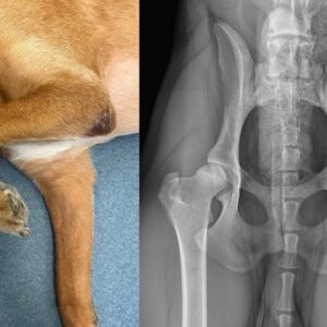 Lahmheiten beim Hund