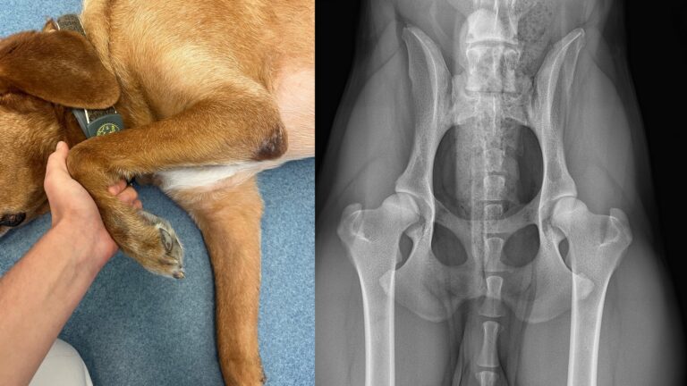 Lahmheiten beim Hund