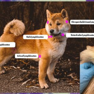 Diagnose Lymphom bei Hund & Katze
