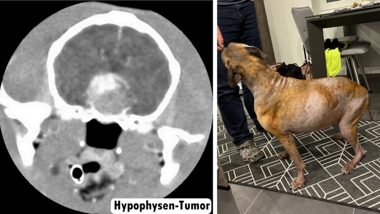 Das Cushing’s Syndrom beim Hund