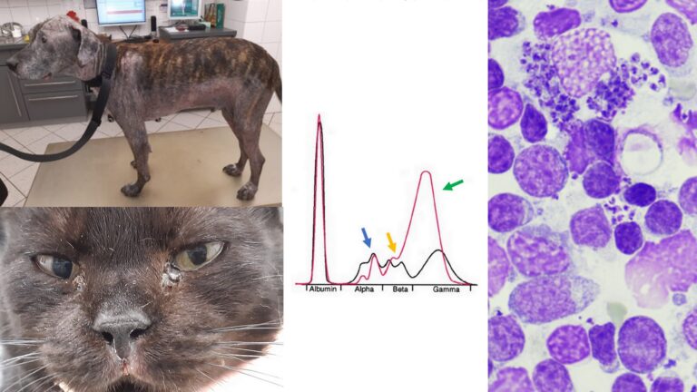 Leishmaniose bei Hunden und Katzen