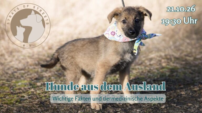 21.10.26 Hunde aus dem Ausland: Gesundheit im Fokus