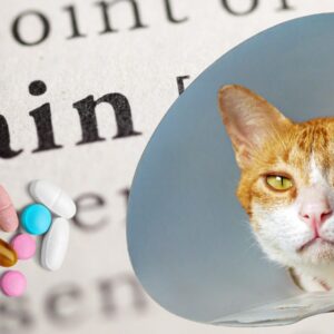 Schmerzen bei der Katze: Erkennung, Ursachen & Therapie