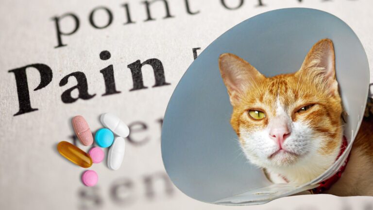 Schmerzen bei der Katze: Erkennung, Ursachen & Therapie