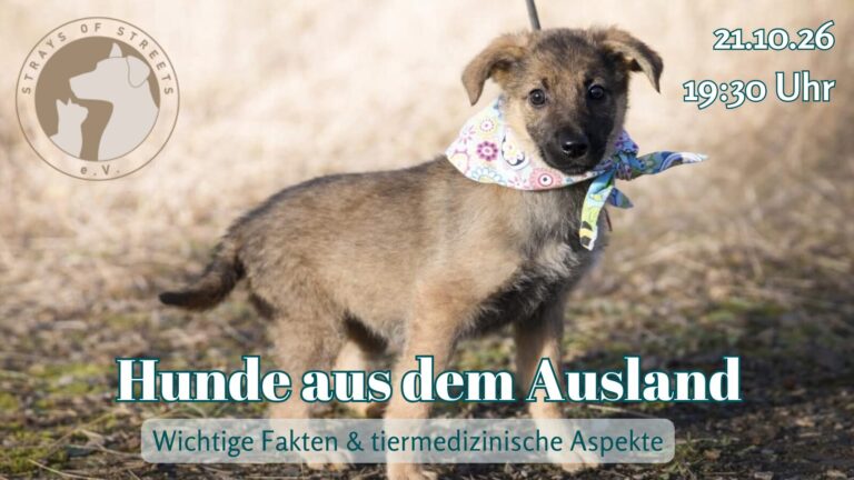 21.10.26 Hunde aus dem Ausland: Gesundheit im Fokus