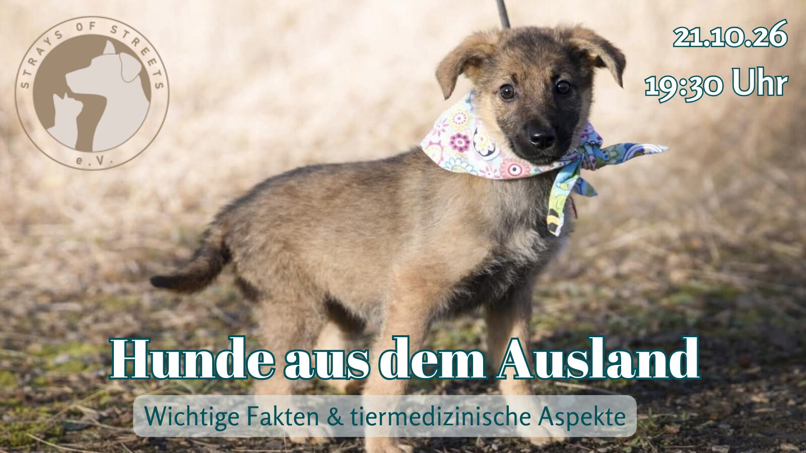 21.10.26 Hunde aus dem Ausland: Gesundheit im Fokus