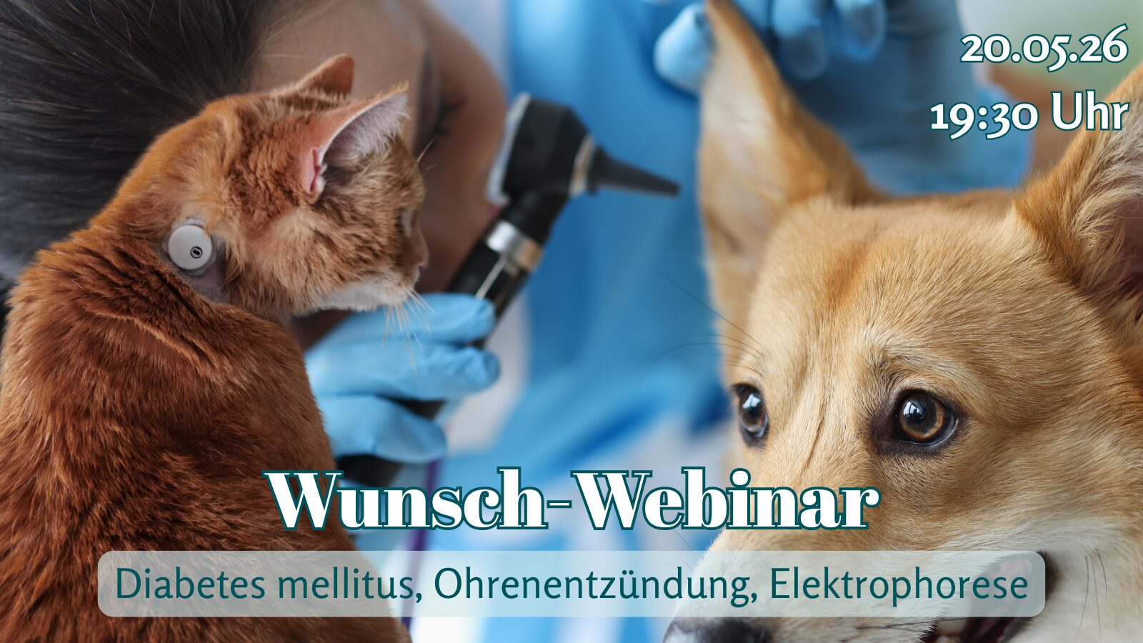 Wunsch-Webinar: Diabetes mellitus, Ohrenentzündung, Elektrophorese