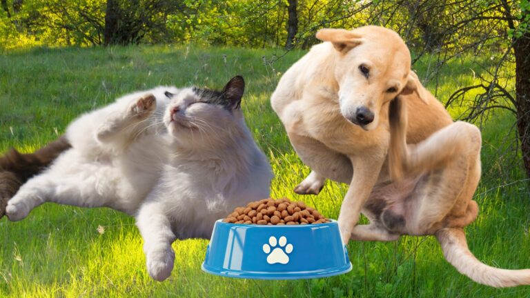 Allergien bei Hund & Katze